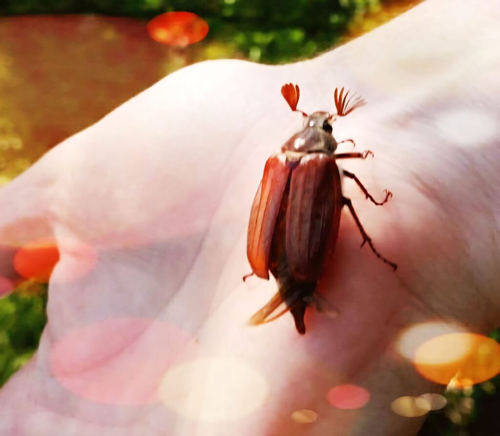 Neugieriger Maikäfer